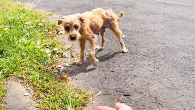 Il più spaventato dei cani randagi si trasforma in un cucciolo soffice, tutto grazie all’amore – Video