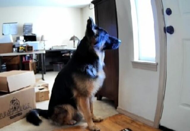 La Petcam riprende il momento in cui il cane viene lasciato da solo: è da lacrime