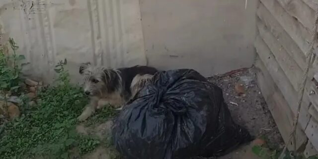 Cagnolina abbandonata dai proprietari non lascia la porta della sua vecchia casa