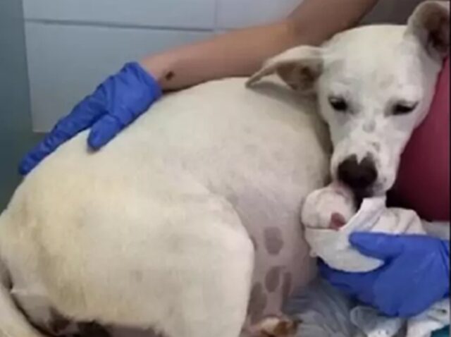 Cagnolina incinta di 9 settimane abbandonata davanti al canile