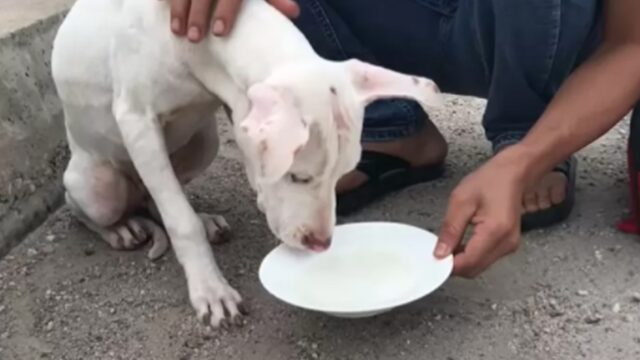 Cane abbandonato in autostrada: un passante lo salva