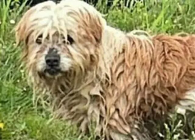 Cane abbandonato in strada sotto la pioggia: il proprietario è scappato via