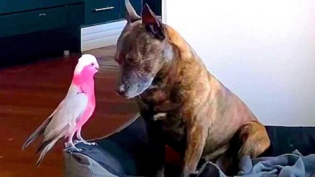 Cane disperato perché il pappagallino è volato via: lo aveva salvato