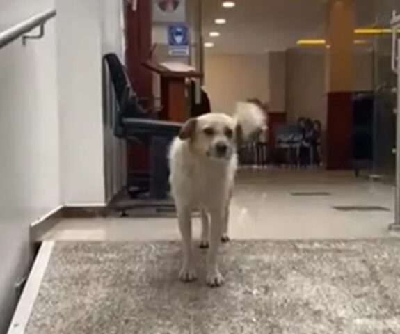 Cane randagio accompagna i defunti al funerale: da dove è arrivato?