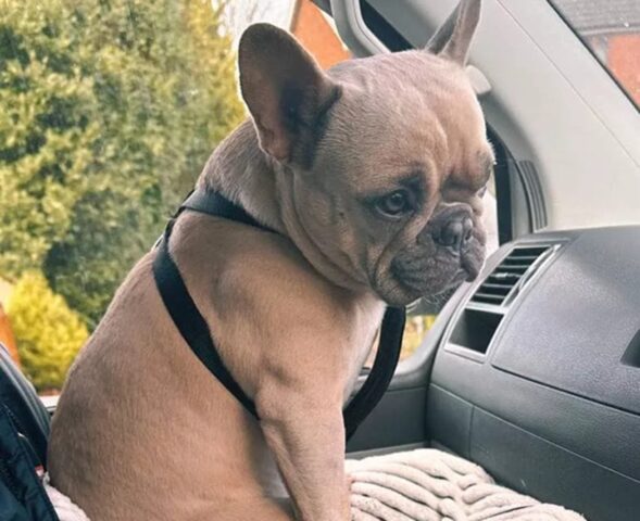 Cane rimane paralizzato durante una gita nei boschi: la diagnosi del veterinario spiazza tutti