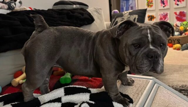 Cane salvato da un canile si trasforma solo grazie all’amore della mamma affidataria