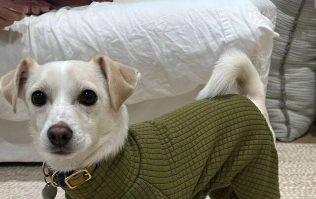Cane trovato in una scatola chiusa manda un messaggio a chi lo ha abbandonato