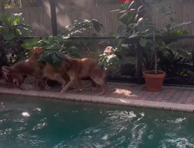 Golden Retriever trovano uno scoiattolo infiltrato nella loro area gioco