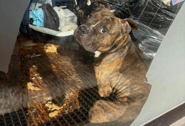 Cane abbandonato in casa nella sporcizia: i poliziotti lo salvano