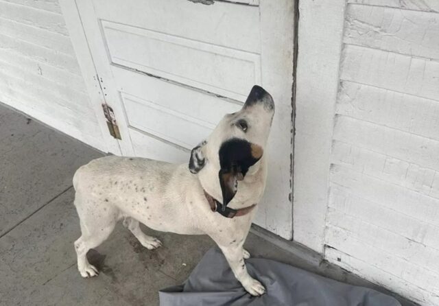Cane abbandonato nel cortile ha aspettato la famiglia per un mese