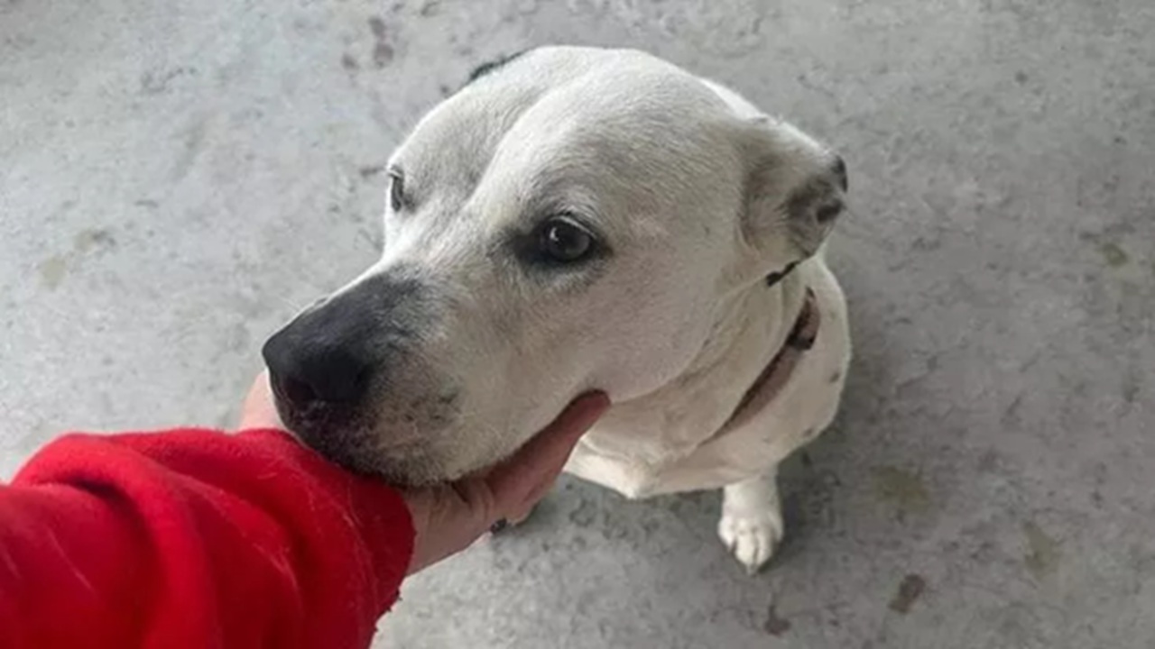 Cane abbandonato nel cortile