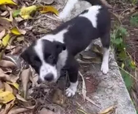 Cane abbandonato non smette di sperare in una nuova famiglia per sempre