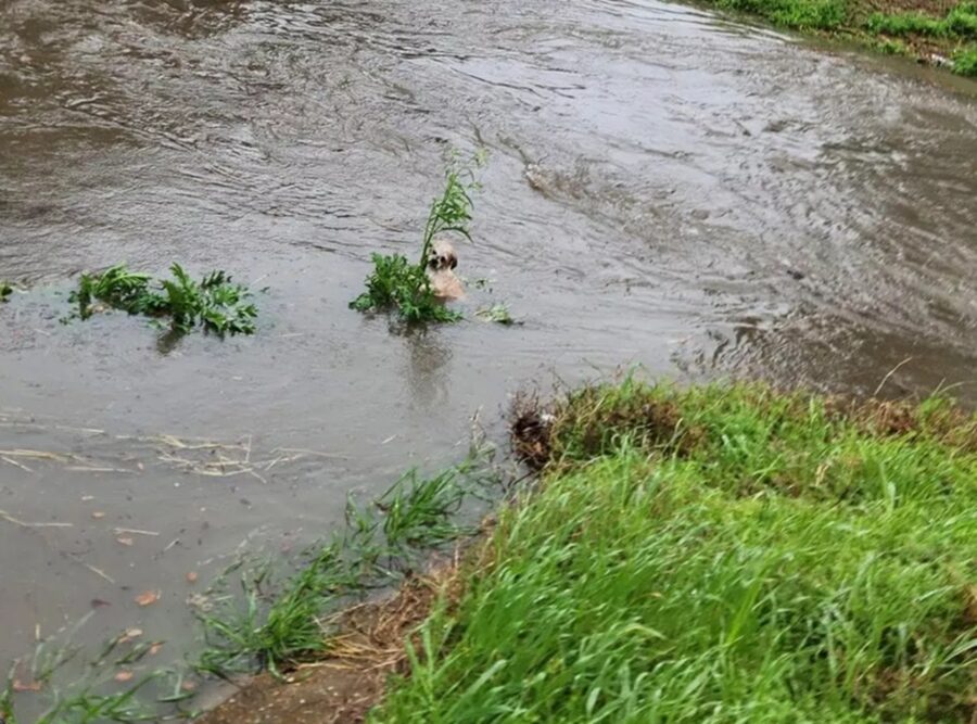 Cane caduto nell’acqua fa di tutto per sopravvivere