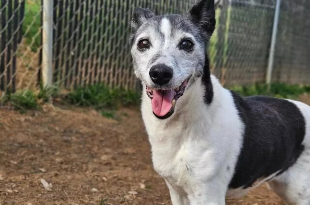 Cane cieco e sordo trema di continuo da quando lo hanno abbandonato