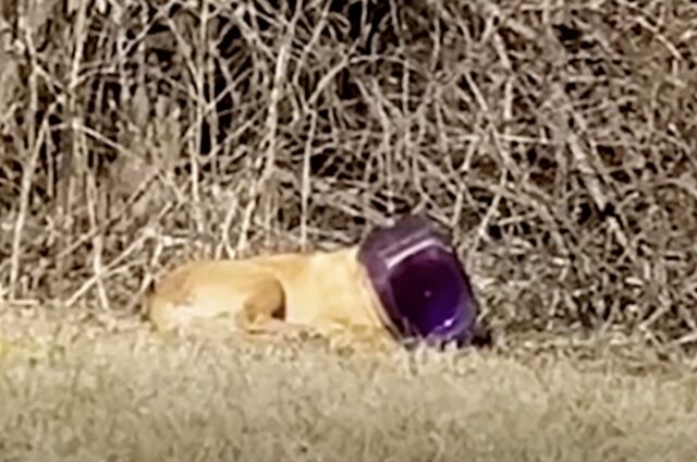 Cane con un secchio incastrato in testa: come salvarlo?