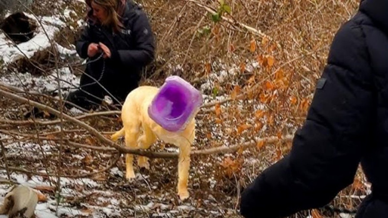 Cane con un secchio incastrato in testa
