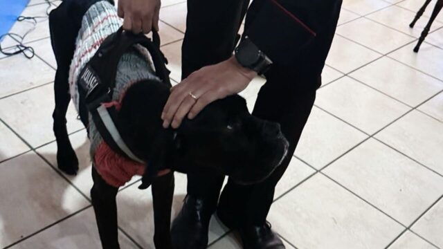 Cane lasciato a morire per vendicarsi dell’ex compagno