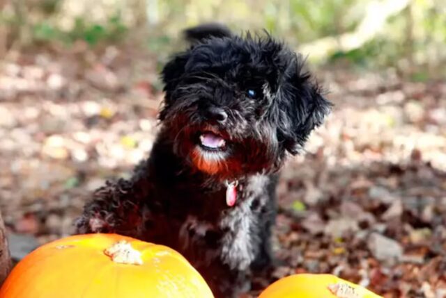 Chi è Woody, il cane più solo della Gran Bretagna