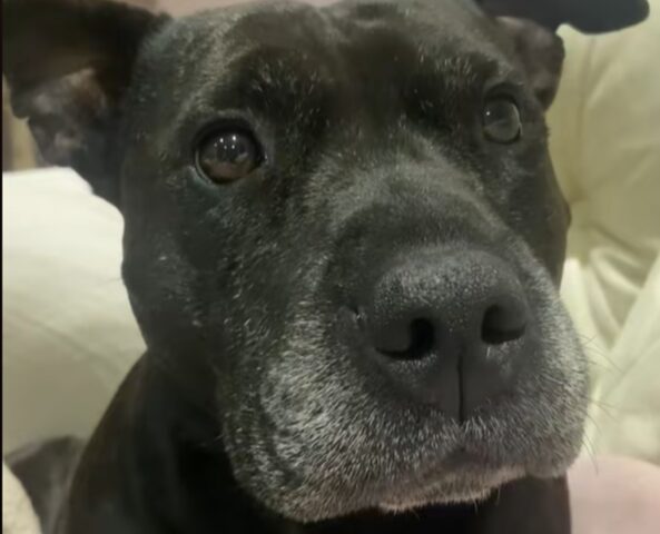 Cane ricoperto di segni di morsi umani: lo hanno torturato e venduto online