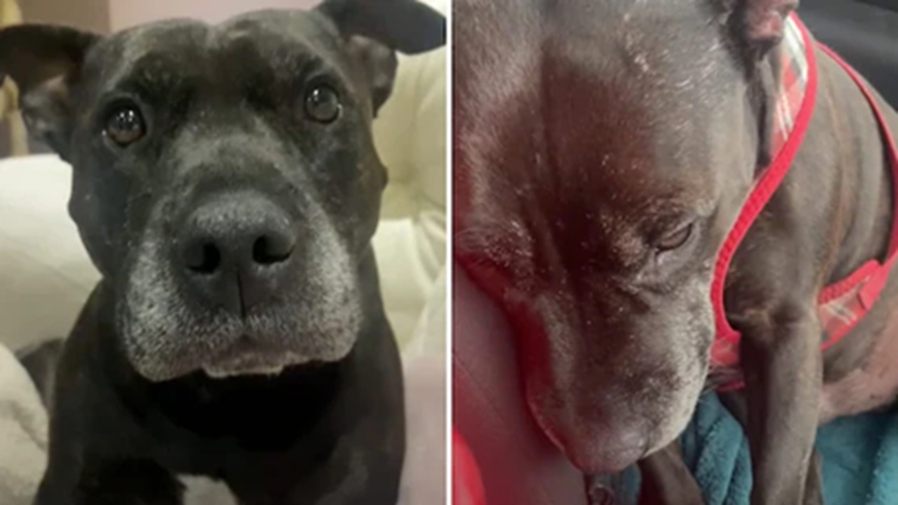 Cane ricoperto di segni di morsi umani