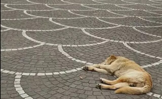 Cane scomparso cinque anni fa ritrovato di fronte a una chiesa