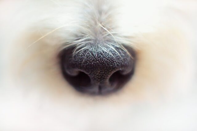 Cani che annusano il cancro: la “diagnosi” è meno accurata e pratica