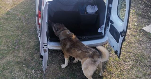 Cani pericolosi in un canile illegale: la denuncia