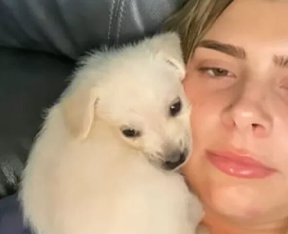 Compra un Chihuahua in sconto sul web, ma nessuno immagina come sarebbe diventato