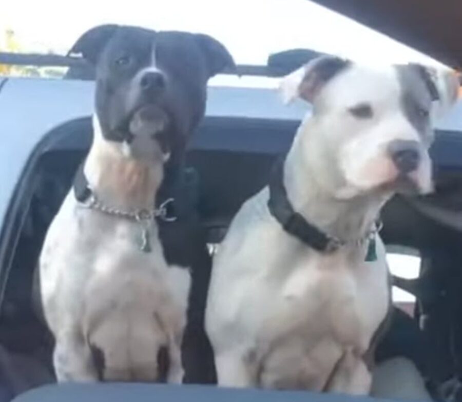 Donna saluta i due cani nel traffico, ma scopre cosa si nasconde alle loro spalle