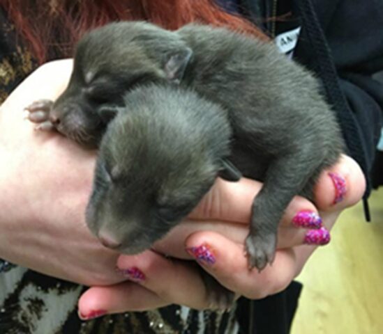 Pensa di aver salvato i cuccioli, invece ha fatto un grande errore