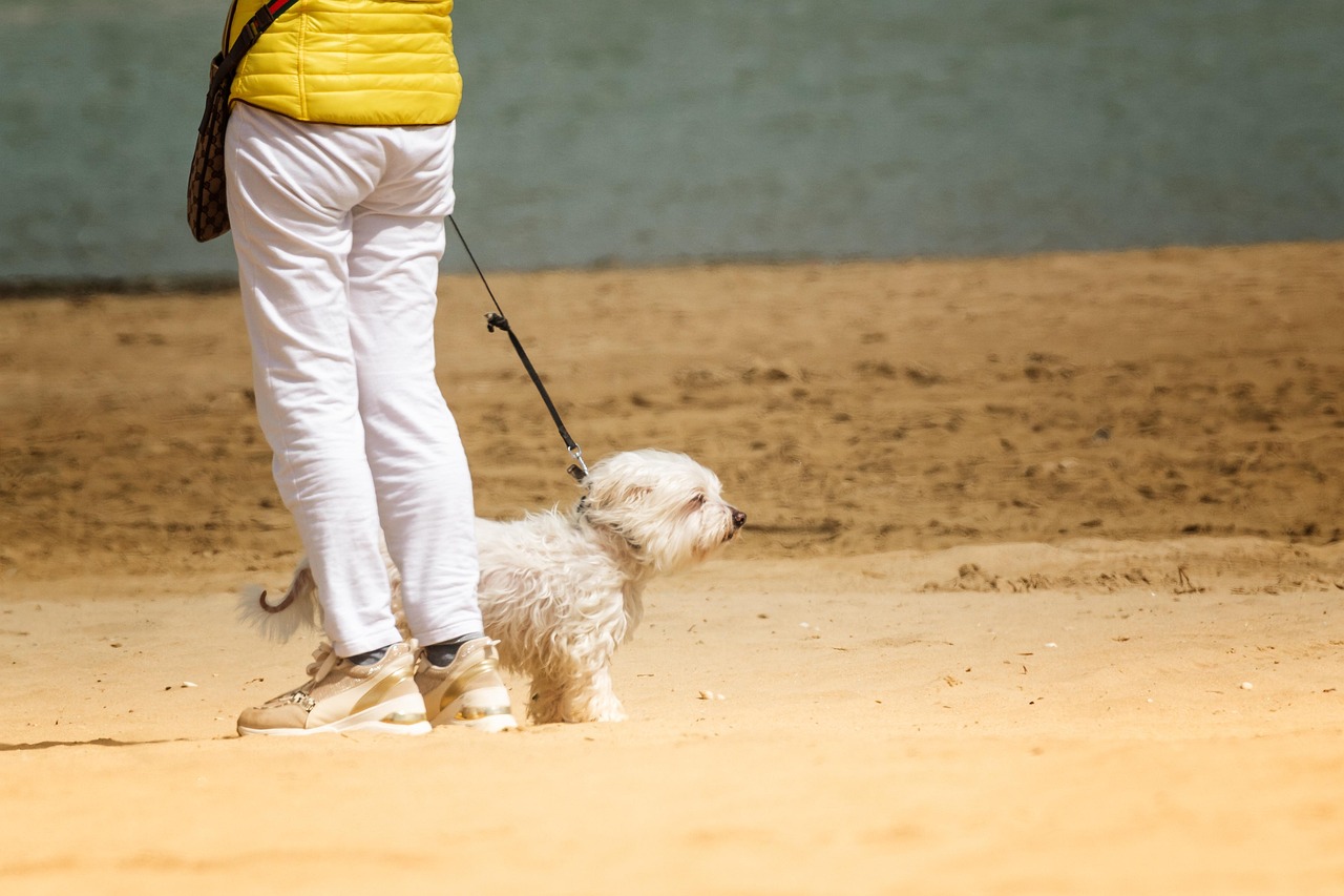Cane al mare