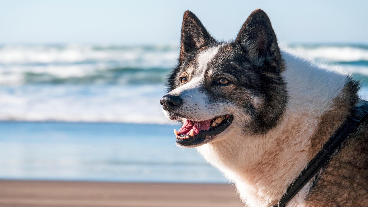 Vietato l'accesso ai cani in spiaggia