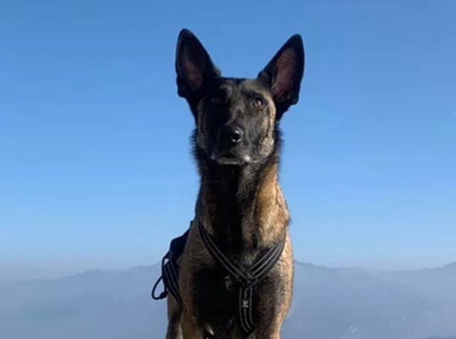 Zecca tolta al cane, ecco cosa scopre dopo il proprietario