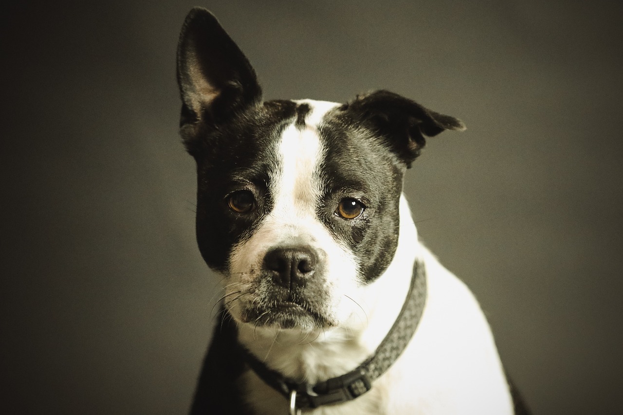 Problemi di salute che i cani diagnosticano
