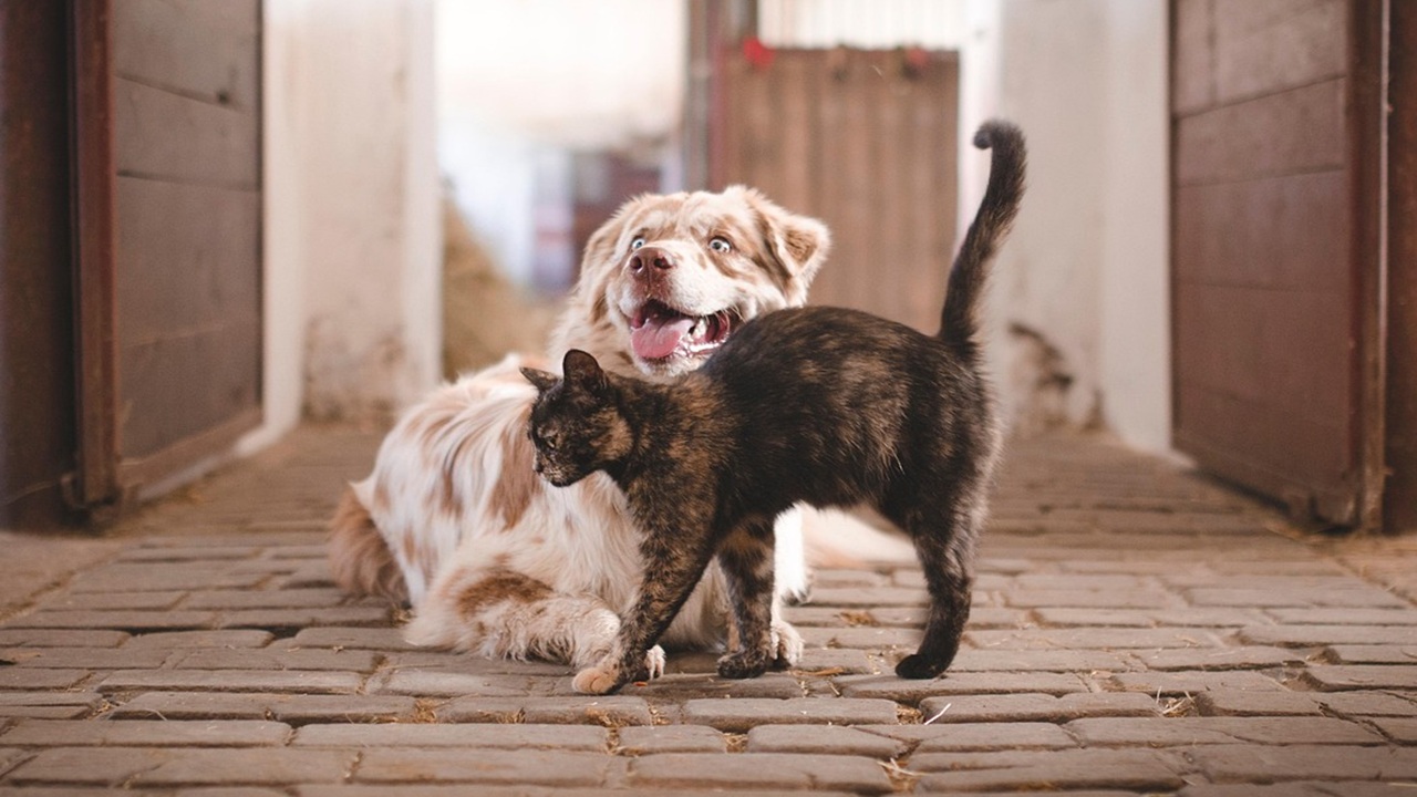 Animali domestici e felicità