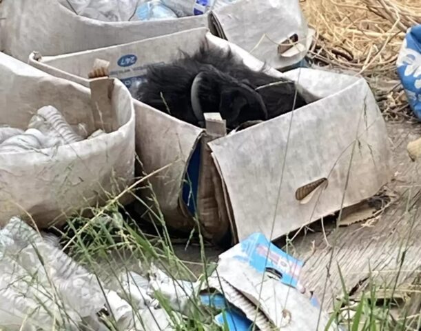 Cane anziano scopre l’abbandono al suo risveglio: la famiglia se n’è andata senza di lui