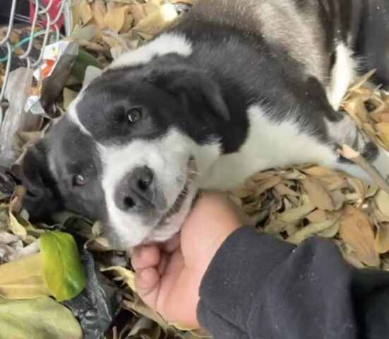 Cane bianco e nero dorme su un mucchio di rifiuti per giorni