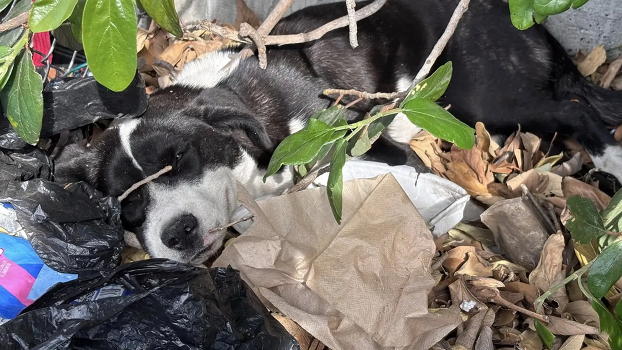 Cane bianco e nero dorme su un mucchio di rifiuti