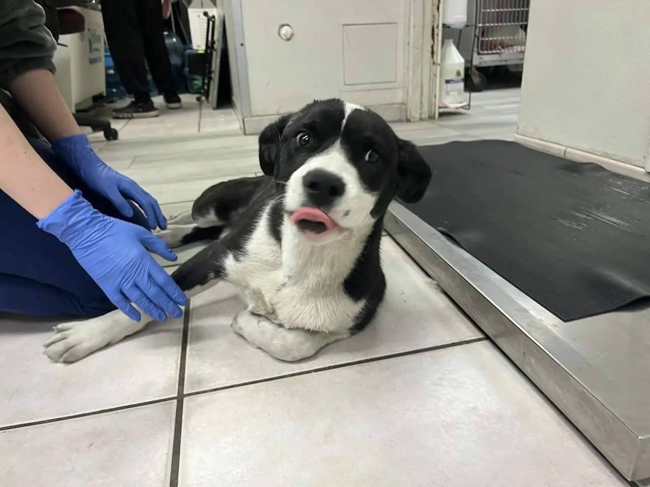 Cane bianco e nero