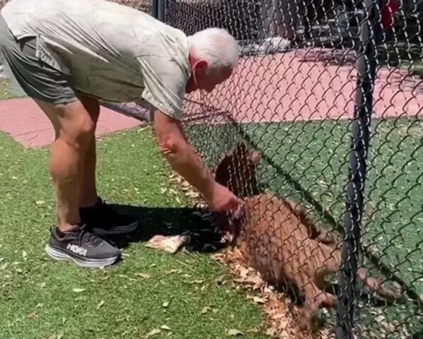 La vita del cane cambia dopo tre anni di paura vissuti nel rifugio