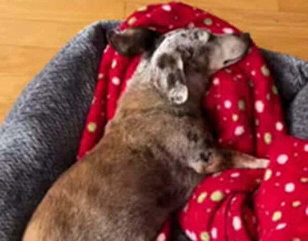 Cane cieco e sordo capisce che la famiglia è tornata: ecco la sua reazione