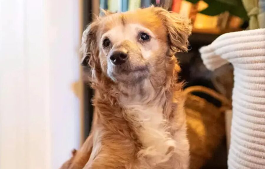 Cane dall’aspetto insolito rinasce grazie a persone dal cuore d’oro