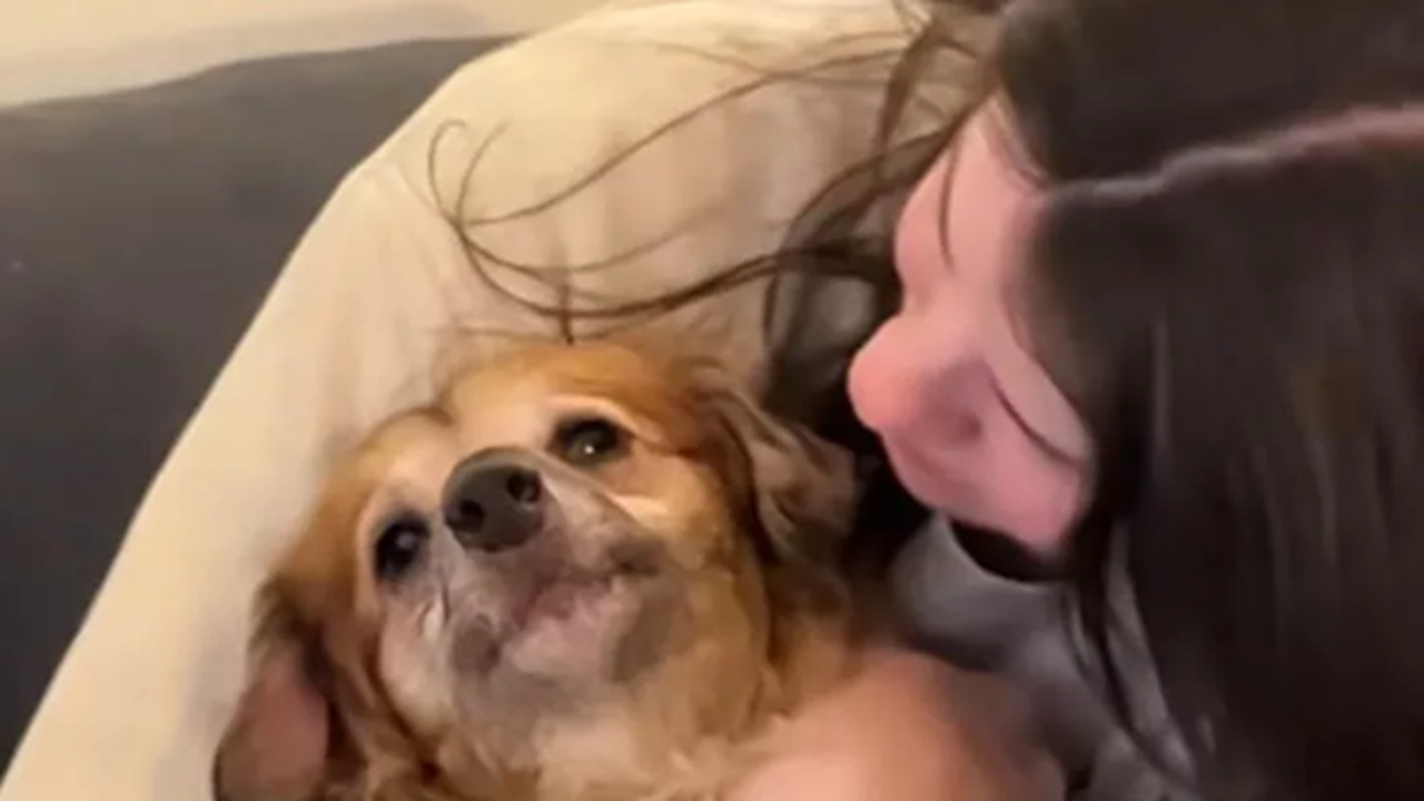 Cane dall'aspetto insolito
