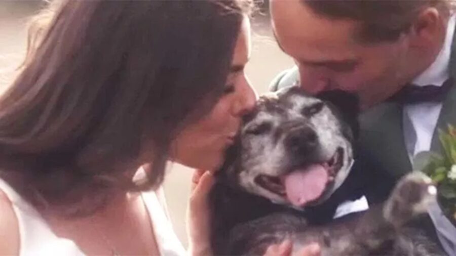 Cane di 19 anni felice al matrimonio