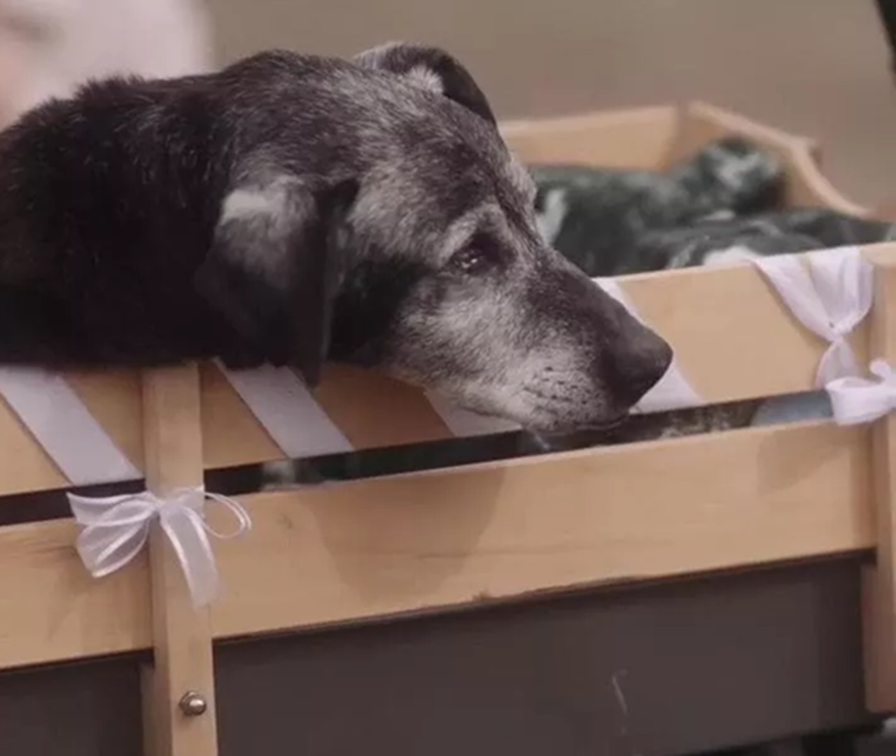Cane di 19 anni