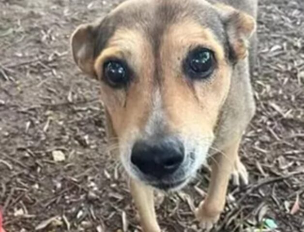 Cane di quartiere deceduto sui binari a Siracusa: due uomini denunciati