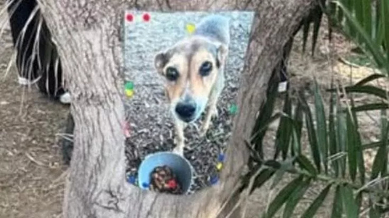 Cane di quartiere deceduto sui binari a Siracusa