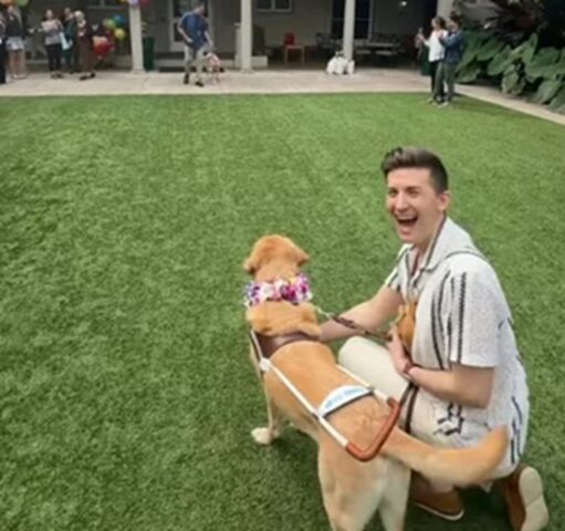 Cane guida incontra suo fratello: la reazione è incredibile