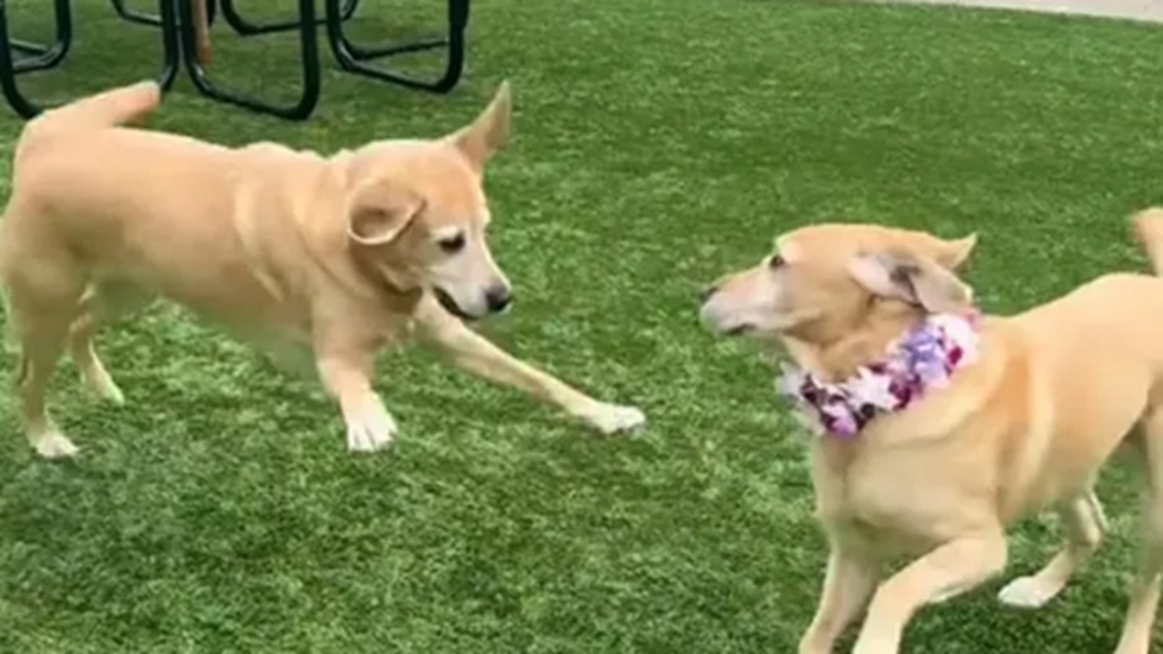 Cane guida incontra suo fratello