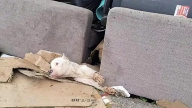Cane incastrato sotto un divano nella discarica: come salvarlo?